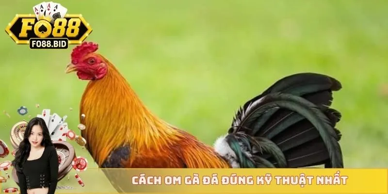 Hướng Dẫn Các Cách Om Gà Đá Chuẩn Lì Đòn Và Khỏe Mạnh 4 Cách om gà đá đúng kỹ thuật nhất