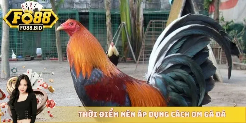 Hướng Dẫn Các Cách Om Gà Đá Chuẩn Lì Đòn Và Khỏe Mạnh 3 Thời điểm nên áp dụng cách om gà đá