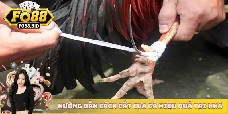 Cách Cắt Cựa Gà Chuẩn Xác Nhất Dành Cho Các Sư Kê 4 Hướng dẫn cách cắt cựa gà hiệu quả ngay tại nhà