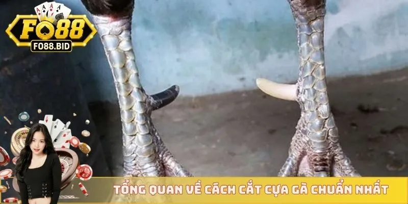 Cách Cắt Cựa Gà Chuẩn Xác Nhất Dành Cho Các Sư Kê 2 Tổng quan về cách cắt cựa gà chuẩn nhất cho newbie