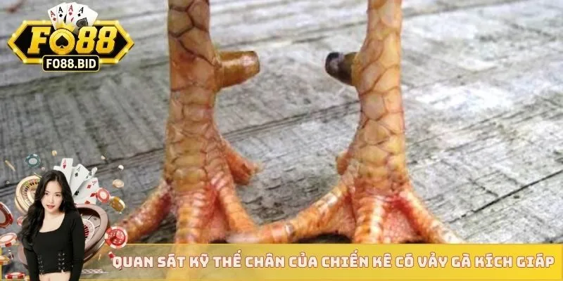 Vảy Gà Kích Giáp - Cách Biết Chiến Kê Đá Hay Từ FO88 3 Quan sát kỹ thế chân của chiến kê có vảy gà kích giáp